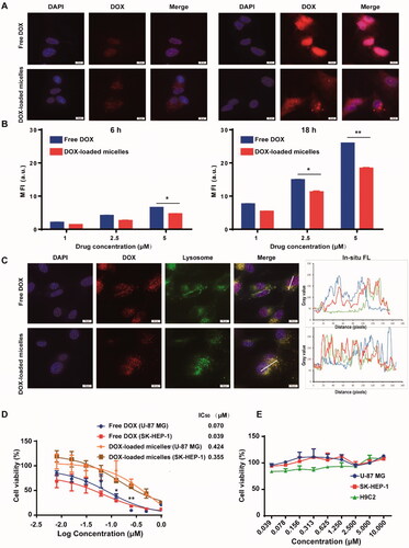 Figure 3. In vitro cellular uptake, intracellular fate, and cytotoxicity of DOX-loaded micelles in cancer cells. Confocal images (A) and flow cytometric analysis (B) of U-87 MG cells incubated with free DOX and DOX-loaded micelles (5 μM equivalent DOX) for 6 h and 18 h. (C) Subcellular localization of free DOX and DOX-loaded micelles in live U-87 MG cells after 6-h incubation observed under confocal microscopy (Lyso-Tracker was used to label lysosomes) (blue line in in situ FL spectra represents the fluorescence of nucleus, red line represents the fluorescence of DOX and green line represents the fluorescence of lysosome). (D) Cell viability of U-87 MG human glioma cells and SK-HEP-1 human hepatocarcinoma cells after 72 h-incubation with free DOX and DOX-loaded micelles and their IC50 values. (E) Cell viability of normal and cancer cells after 72-h incubation with blank micelles. Scale bar: 10 μm. Data represent mean ± SD (n = 3). *p < .05 **p < .01 analyzed by Student’s t-test.