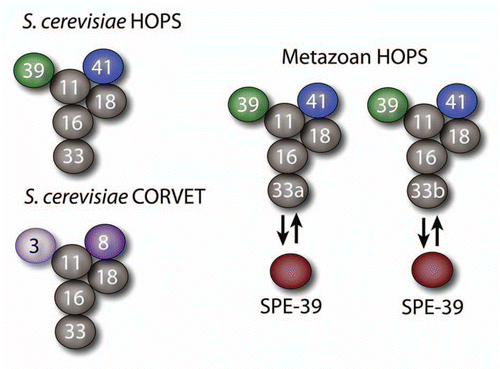 Figure 1 Organization of the class C Vps proteins into the multisubunit tethers HOPS and CORVET. Diagrams depict the proposed architecture of the HOPS and CORVET complexes based on studies in S. cerevisiaeCitation5,Citation6 and a putative organization of HOPS complexes in metazoans. Class C Vps subunits are represented by gray spheres and class B Vps subunits are diagrammed as green and blue spheres, CORVET-specific subunits are depicted by purple spheres. At least four HOPS complexes could exist defined by Vps33a and Vps33b isoforms and the binding of SPE-39 to Vps33 isoforms. The existence of the mammalian CORVET complex has not been documented yet. It may be possible that Vps33a and Vps33b isoforms and the binding of SPE-39 to Vps33 isoforms may define similarly diverse CORVET complexes.