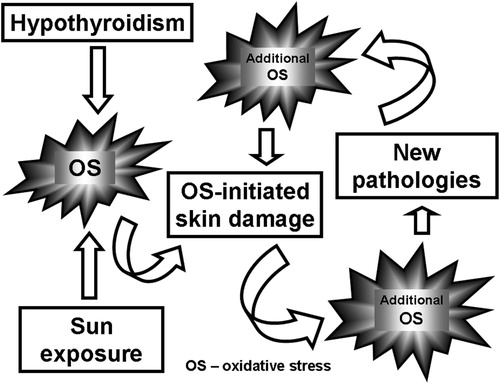 Scheme 1. Effect of the sunlight exposure on the OS and OS-induced pathologies in hypothyroid rats.