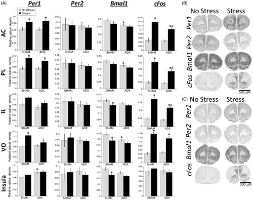 Figure 7. Experiment 2: Effect of stress and adrenal status on gene expression in the PFC and rostral agranular insula (RAI). (A) Acute stress increased Per1 and cFos mRNA throughout the prefrontal cortex (PFC) subregions (anterior cingulate, AC; prelimbic cortex, PL; infralimbic cortex, IL; ventral orbital cortex, VO), but not in the RAI. In the AC and PL subregions, stress increased Per1 mRNA in both SHAM and adrenalectomized (ADX) rats, suggesting corticosterone-independent effects. The VO subregion had stress-induced Per1 mRNA only in SHAM rats. cFos mRNA was induced by stress regardless of adrenal status, but the increase was attenuated by adrenalectomy in the PL and IL. There was also a main effect for stress to decrease Bmal1 mRNA levels in the IL, VO, and RAI. Data are presented as mean ± SEM (*stress effect within same adrenal status conditions; &adrenal status effect within same stress conditions; p < .05, FLSD, n = 5–6 rats per treatment group). (B and C) Representative autoradiographs under no stress or stress conditions of sham (B) and ADX (C) rats. See Table 2 for statistical details.