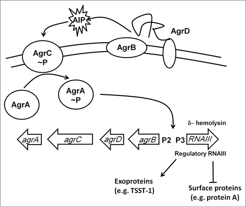 Figure 6. The Agr regulatory system. The agr locus consists of divergently transcribed agrBDCA and RNAIII genes. The former is driven from promoter 2 (P2) and encodes proteins that constitute the Agr quorum sensing system. The latter is driven from P3 and encodes the 26 amino acid δ-hemolysin and the regulatory RNA, RNAIII. AgrC and AgrA are a two-component system that responds to accumulation of an autoinducer peptide (AIP, a tailed thiolactone ring) that is generated by processing of AgrD by the membrane-bound AgrB protein and SpsB. The accumulation of AIP in the extracellular milieu is sensed by AgrC resulting in phosphorylation and activation of AgrA. RNAIII downregulates expression of cell surface proteins and upregulates exoprotein (toxin) production.