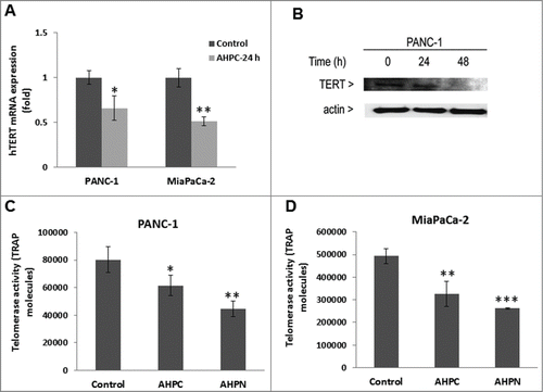 Figure 5. 3-Cl-AHPC decreased hTERT activity in pancreatic cancer cells. (A, B) 3-Cl-AHPC decreased hTERT mRNA and protein expression. (C, D) 3-Cl-AHPC decreased telomerase activities in cells. Error bars represent the mean of 3 separate determinations ± SD. *, **, and *** (<0 .05, <0 .01 and <0 .001) were significantly different in the treated samples compared to control using the t-Test.