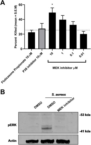 Figure 5 MEK inhibition enhances bacterial killing in human neutrophils. (A) MEK inhibition resulted in an increase in S.aureus killing in human neutrophils in a concentration-dependent manner (*p 0.01 One-way Anova with Dunnett multiple comparison test). No effect of p38 inhibitor or steroid was observed in bacterial killing in neutrophils at the concentrations tested. (B) MEK-pERK 1/2 pathway on S. aureus exposure in neutrophils was confirmed by Western blot analysis. Activation of the cascade was inhibited by treatment with the MEK inhibitor. Data are mean + S.E.M of 4 donors.