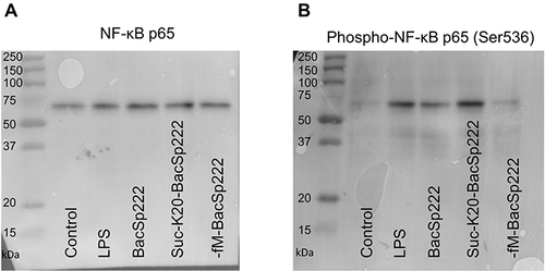 Figure 2 Activation of NF-κB in P388.D1 cells exposed to different forms of BacSp222. The cells were incubated for 30 minutes in the medium (control) and in the medium supplemented with LPS, BacSp222, suc-K20- BacSp222, or with -fM-BacSp222. The cells were then lysed, and the lysates were analyzed using the WB method. (A) Intracellular level of the p65 subunit in the cells. (B) Intracellular level of the phosphorylated p65 subunit detected using an antibody specific to phosphorylated p65 Ser536. The WB results are representative of three independent experiments.