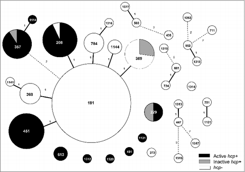 Figure 1. Diagram of the distribution of the hcp gene according to sequence type (ST). The numbers in the circles are the STs. The size of each circle represents the proportion of each ST, which are the marks within the circles. Solid line linkages indicate a single-locus variant, and dotted-line linkages indicate differences in 2 or 3 alleles.