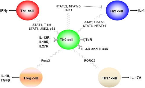 Figure 4. Differentiation of T-cell subtypes depends upon the action of a number of transcription factors. Th0 cells can differentiate into Th1 and Th2 cells following IL-12 or IL-4 stimulation. Stimulation through the IL-12 receptor (IL-12R) activates the transcription factor STAT4 and the MAPK pathways JNK2 and p38 and drives Th1 cell differentiation, leading to cells capable of releasing IFN-γ. In contrast, activation of the IL-4R in concert with T-cell receptor (TCR) stimulation leads to activation of the transcription factors STAT6, GATA3, c-Maf and NFATc1, and drives Th2 cell differentiation. Th2 cells can release a number of cytokines including interleukins 4, 5, 6, 9, 10 and 13. In addition, activation of JNK1, NFATc2 and NFATc3 can prevent Th2 cell differentiation.