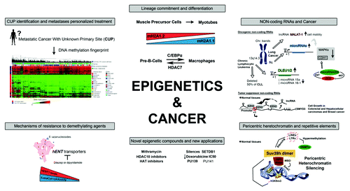 Figure 2. Highlights of the German-Catalan Workshop on Epigenetics and Cancer.
