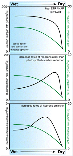 Figure 1. A notional view of the relationship between net assimilation rates (green line in all images) and electron transport rate, photorespiration rate and isoprene emission rate (top to bottom) as eucalypts are to exposed diminishing water supply.