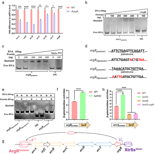 Figure 4. XtrSs indirectly regulated ADS via ArgR. (a) The transcription levels of ADS-related genes in WT and ΔargR. (b) ArgR binds to the arcA promoter as identified by EMSA. (c) XtrSs bind to the argR promoter as identified by EMSA. (d) Schematic representation of argR promoter sequence mutations. (e) XtrSs was unable to bind to the argRMpromoter2 as identified by EMSA. The promoter activity of arcApromoter (f) and argRpromoter (g) in different S. suis strains identified by β-galactosidase assays. (h) Schematic diagram of ADS regulation by XtrSs and ArgR. DNA probes containing the 16S rRNA promoter region were used as negative controls in all EMSA assays. All data are represented as mean ± SEM of triplicate samples (*, p < 0.05; **, p < 0.01; ***, p < 0.001; ****, p < 0.0001; ns, not significant).