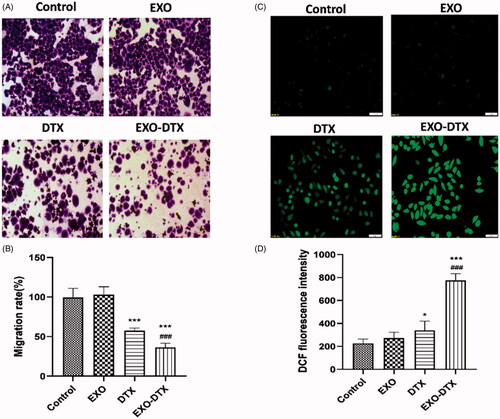 Figure 5. In vitro cell migration studies (A, B). ROS production in A549 cells incubated with EXO, DTX, and EXO-DTX (C, D). A549 cells treated with EXO, DTX, and EXO-DTX were stained with DCFH-DA and observed under fluorescent microscope (×20). Scale bar represented 50 μm. ***p< 0.001; *p<0 .05 vs. control; ###p<0 .001 vs. the DTX group.