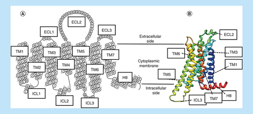 Figure 1. Structure of a G-protein-coupled receptor. (A) Snake plot (modified from www.gpcrdb.org) showing the main structural features of a GPCR. The protein single-chain spans the cytoplasmic membrane via seven transmembrane helices (TM1-7), and it is characterized by three ECLs (ECL1-3) and three ICLs (ICL1-3), as well as a helical intracellular C terminus (H8). (B) Ternary organization (ribbon representation) of the structural elements.ECL: Extracellular loop; GPCR: G-protein-coupled receptor; ICL: Intracellular loop; TM: Transmembrane.