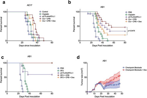 Figure 4. Dexamethasone has a differential effect on the in vivo therapeutic response of chemotherapy/checkpoint blockade combination therapy. Survival plot of s.c. AE17 mesothelioma-bearing C57BL/6 mice (a), n = 10 per group) or AB1 mesothelioma-bearing BALB/c mice (b), n = 15 per group) treated with cisplatin with or without anti-CTLA4/anti-PD-L1, with or without dexamethasone. (c), Survival plot of s.c. AB1 mesothelioma-bearing BALB/c mice treated with 5-FU with or without anti-CTLA4/anti-PD-L1, with or without dexamethasone (n = 10 per group). (d), Mean growth curves of AB1 tumours in BALB/c mice treated with anti-CTLA4/anti-PD-L1 checkpoint blockade (starting day 12) with or without 1.25 mg/kg dexamethasone (days 12–15). Log rank (Mantel-Cox) analysis performed on survival curves and a mixed model analysis of variance on tumour growth (n = 15 per group).