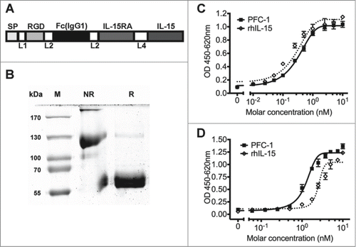 Figure 1. In vitro characterization of the PFC-1 fusion protein. (A) Schematic representation of PFC-1. SP, signal peptide; RGD, Arg-Gly-Asp peptide motif; Fc, CH2 and CH3 of human IgG1; IL-15Ra, IL-15Rα sushi domain including the subsequent 12 amino acids from exon 3; L1, SS; L2, G4S; L4, SG2SG4SG3SG4SLQ. (B) Coomassie blue staining of the fusion protein developed from 10% SDS-PAGE under non-reducing (NR) or reducing (R) conditions. (C) Mo7e proliferation stimulated by rhIL-15 and PFC-1. (D) CTLL-2 proliferation stimulated by rhIL-15 and PFC-1. The concentration was calculated according to the molecular weight of a PFC-1 monomer. The data are shown as the mean ± SD of triplicate samples and the lines represent the sigmoidal dose-response curve fit for EC50 determination. The results are representative of at least 3 experiments.