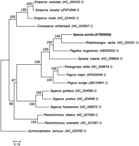 Figure 1. The ML phylogenetic tree of Perciformes species. Numbers on each node are bootstrap values of 100 replicates.