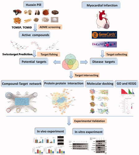 Figure 1. Integrated workflow for elucidating the mechanisms of HXP in the treatment of MI.