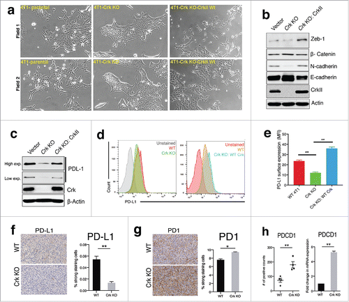 Figure 4. Crk promotes EMT and PD-L1 expression on tumor cells: (a) Representative micrographs depicting the morphological changes pertaining to epithelial or mesenchymal morphology in 4T1 cells (left) upon Crk gene knockout (middle) and reconstitution by WT Crk (right). (b) Assessment of changes in expression of EMT markers by Western blotting in WT or Crk KO 4T1 cells. (c) Western blotting assessment of PD-L1 expression by Crk KO and Crk re-expression in Crk KO 4T1 cells. (d-e) Determination of changes in surface expression of PD-L1 by Crk KO and re-expression by flow cytometry. Representative PD-L1 surface expression data shown (d), MFI quantification from three independent experiments (e). f-g. Immunohistochemical analysis of PD-L1+ tumor cells (f) and PD1+ T cells (g), in WT or Crk KO primary tumors. (h) Assessment of PD-1 expression in WT and Crk KO tumors by Nanostring (dot-plot) and RT2 PCR profiler (bar-graph) (n = 4). Error bars, S.D.; all P values are based on one-sided Student's t-tests. * P < 0.05, ** P < 0.001.