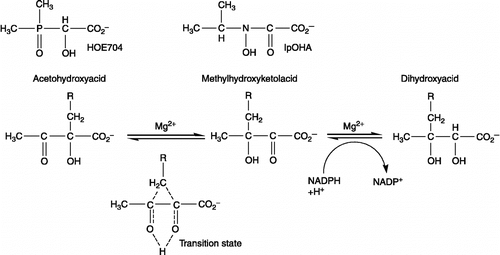 Scheme 1.  Reaction catalyzed by KARI, the known inhibitors of HOE704 and IpOHA are the analogies of Acetohydroxyacid and Methylhydroxyketolacid respectively.