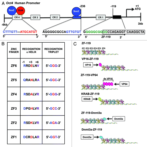 Figure 2. Design of an ATF/Artificial ZFP to upregulate the endogenous Oct4 promoter. (A) Schematic illustration of the Oct4 human promoter outlining the 18-bp ZF-119 targeted sequence and its location at position -119, relative to the translation start site (first-Met coding ATG triplet, +1). The ZF-119 sequence was chosen because of the high degree of conservation across vertebrate species, and because of its close proximity to the translation start site, which is typically accessible by TFs and nucleosome-free. Numbers designate the distance in bps relative to the start of translation. A putative binding site for SP1 is indicated in green; a putative Hormone Response Element (HRE) site is outlined with an open box; the Sox2 binding-site and its recognition sequence at position -236 are shown in blue; the Conservative Regions CR1 to CR4 within the promoter are shown in gray. Conservative Region 4 (CR4) contains the binding site for Oct4 and Sox2 proteins (red and blue circles and red and blue sequences, respectively). Arrows show the orientation of the 18-bp binding site in the promoter (from 5′ to 3′). (B) Schematic representation of the ZFPs generated in this study. The 6-Zinc Finger (ZF) arrays bound to DNA in absence of effector domains are indicated as ZF-119. Indicated below is an schematic representation of the different constructs, outlining the orientation of the effector domains linked to the ZF-119: KRAB, VP16, VP64 (4x VP16 domain) and Dnmt3a (C) Alphα-helical ZF amino acid sequences of ZF-119 engineered to bind their corresponding target DNA triplets (5′ to 3′). The helical residues at positions -1, +3 and +6 make specific contacts with the recognition triplets (blue refers to position -1, red for position +3 and purple for position +6).