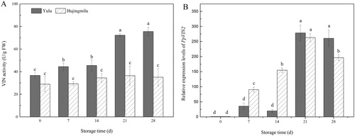 Figure 5. VIN activities and PpVIN2 expression in peach fruit (‘Yulu’ and ‘Hujingmilu’) stored at 5°C. Values are the means ± SE of triplicate assays. Different letters indicate a significant difference (P < 0.05) using Duncan's multiple range test.