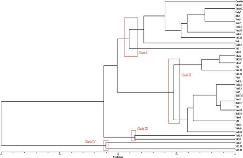 Fig. 6 (Colour online) Phylogenetic tree using matching coefficient based on RAMS bands of Verticillium fungal isolates with primer GT, CCA and CGA.