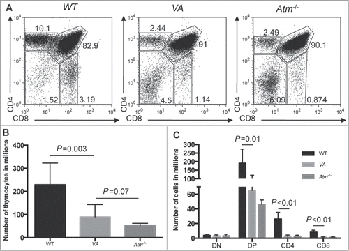 Figure 1. Inactivation of Atm in HSCs Impairs αβ (T)Cell Development. (A) Representative flow cytometry analysis of CD4 and CD8 expression in thymocytes isolated from WT, Atm−/−, and VA mice. The frequencies of cells in the DN, DP, CD4+ SP, and CD8+ SP gates are indicated. (B) Graph showing the average numbers of total thymocytes from WT (n = 8), Atm−/− (n = 4), and VA (n = 10) mice. Error bars are SD. (C) Graph showing the average numbers of DN, DP, CD4+ SP, and CD8+ SP total thymocytes from WT (n = 8), Atm−/− (n = 4), and VA (n = 4) mice. Error bars are SD. These experiments were each independently performed more than 3 times.