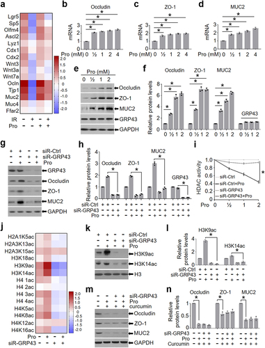 Figure 5. Propionic acid promotes the expression of occludin, ZO-1, and MUC2 through enhancing histone acetylation.