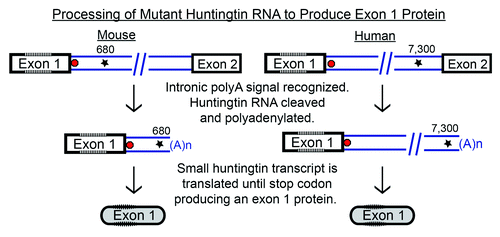 Figure 2. Diagram of the huntingtin transcript producing an exon 1 protein. The expanded repeat is represented by hash marks in exon 1, the stop codon as a red polygon, and polyA signal with a star. We observed exon 1-intron 1 transcripts for mouse and human mutant huntingtin that corresponded with cleavage at polyA signals in intron 1. Because of the immediate stop codon, the short transcript is translated into an exon 1 protein.