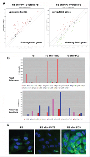 Figure 6. Expression profiling of cell junction-related genes of BJhTERT fibroblasts before and after coculture with normal and cancer prostate epithelial cells. (A) RT2 Profiler™ PCR Array Human Cell Junction Pathway Finder analysis. The relative expression levels for each gene in fibroblasts after co-culture with PNT2 cells (Group 1) or PC3 cells (Group 2) are plotted against the same gene from the control fibroblasts (Control Group). The middle line shows the similar expression in both groups with 2-fold change boundaries. Genes upregulated >2-fold lie above the middle line and the downregulated genes lie below the line. (B) Gene expression levels for fibroblasts, PNT2- and PC3-confronted fibroblasts for junctions pathways with highest expression levels. (C) Immunostaining for a-smooth muscle actin (SMA) (green). Nuclear counterstain - DAPI (blue).