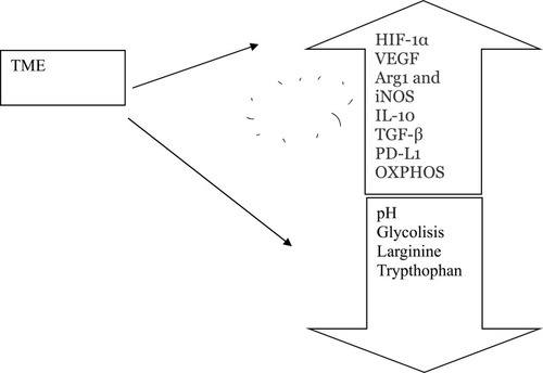 Figure 3 Immune metabolism and tumor microenvironment. Markers of the TME include hypoxia, low pH, oxidative stress, inhibition of apoptosis and immune mediators. Hypoxia induces upregulation of arginase 1, iNOS, IL-10, TGF-β and PD-L1. In the TME, oxidative phosphorylation (OXPHOS) is increased.