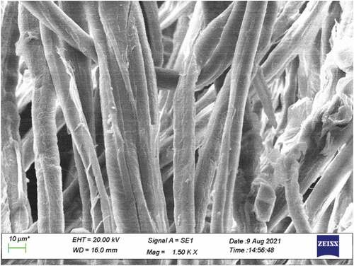 Figure 5. Longitudinal view of BVFs extracted at 1500X magnification.