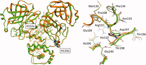 Figure 9. This panel reports the structural superposition between the crystal structure of SARS-CoV-2 Omicron variant Mproin complex with Nirmatrelvir (PDB ID: 7TLL, green) and the homology model of the XE/XF variant based on the unliganded state of the original SARS-CoV-2 virus (orange). In panel A, the whole protease structure is shown in the ribbon: for visual reference, both Nirmatrelvir and H132 are reported in liquorice and CPK models respectively. In panel B, a focussed view of residue 132 and its surrounding residues is reported.