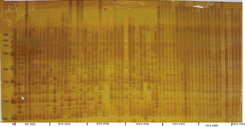 Figure 1. AFLP profile obtained using P2M2 in 63 lines of Aconitum carmichaelii.