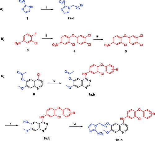 Scheme 1. Reagents and conditions: (i) 1,n-dibromoalkane, K2CO3, DMF, 60 °C, 4 h; (ii) 3,4-dichlorophenol, K2CO3, acetonitrile, 85 °C, 3 h; (iii) 10% Pt/C, H2 gas, methanol, rt, 18 h; (iv) aniline reagent, isopropyl alcohol, reflux, 4 h; (v) aqueous ammonia solution (28%), methanol, rt, 4 h; (vi) 1-(n-bromoalkyl)-2-nitro-1H-imidazole derivative, K2CO3, DMF, 80 °C, 4 h.