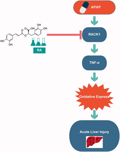 Figure 5. Graphical summary of the results. On exposure to APAP overdose, overexpression of RACK1 directly induced oxidative stress via TNF-α to prompt APAP hepatotoxicity. Rosmarinic acid suppresses oxidative stress by inhibiting the RACK1/TNF-α signalling pathway in APAP overdose induced acute liver injury.