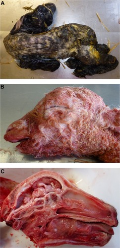 Figure 2 Schmallenberg virus infection in stillborn lambs presenting arthrogryposis, scoliosis, and torticollis (A), brachygnathia inferior (B), and cerebellar/cerebral hypoplasia (C).