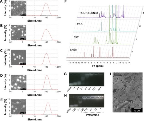 Figure 3 Characterization of a series of liposome preparations.Notes: (A–E) Particle size and SEM (SEI model, 3.0 kV) of (A) L-SN38; (B) Tf-L-SN38; (C) L-P/siRNA; (D) L-SN38/P/siRNA; (E) Tf-L-SN38/P/siRNA. (F) 1H-NMR of SN38, TAT, PEG, and TAT-PEG-SN38 dissolved in DMSO-d6 and tested at 300 Hz. (G) Agarose gel electrophoresis of Tf-L-SN38 loading siRNA with different charge ratios (±), siRNA was 0.05 nmol/well. (H) Loading siRNA ability of Tf-L-SN38/P/siRNA with different charge ratios (±) when the protamine/siRNA core existed, siRNA concentration was 0.05 nmol/well. (I) SEM of SN38 (SEI model, 3.0 kV).Abbreviations: NMR, nuclear magnetic resonance; PEG, polyethylene glycol; SEM, scanning electron microscopy.