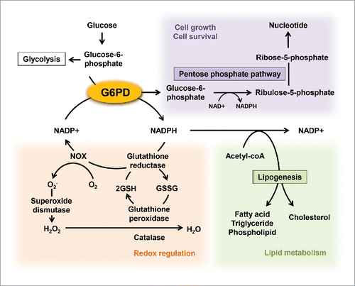 Figure 1. Roles of G6PD in the regulation of cellular metabolisms. G6PD, a rate limiting enzyme of the pentose phosphate pathway, have multiple impacts on a variety of cellular metabolisms through producing NADPH and ribulose-5-phosphate, the latter providing intermediates used for nucleic acid production. NADPH supports the NADPH oxidase (NOX)-mediated ROS generation. On the other hand, glutathione reductase also uses NADPH to reduce oxidized glutathione (GSSG) to reduced glutathione (GSH) for use by glutathione peroxidase that reduces H2O2 to H2O.