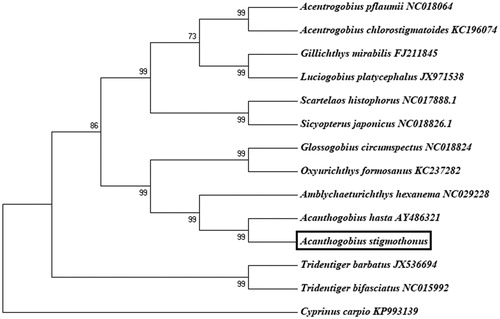 Figure 1. The phylogenetic analyses investigated using neighbor-joining (NJ) based on nucleotide sequences of 13 concatenated protein-coding genes. Cyprinus carpio (GenBank: KP993139) was used as an outgroup.