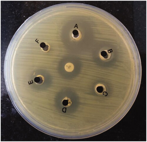 Figure 3. Agar Well Diffusion test on B. abortus 544; Rif- SLNs (A–C), free Rifampicin (D,E), Blank SLN (C–F) and Rifampicin 5-μg disk (C).