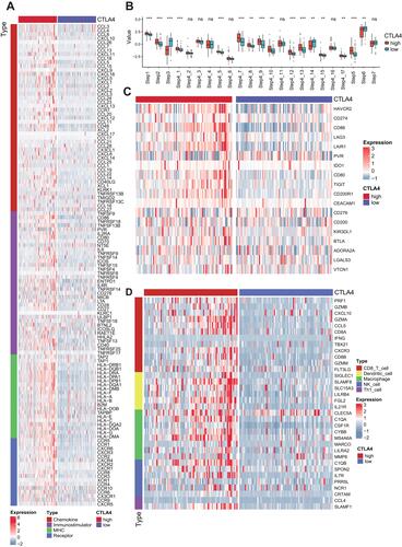 Figure 1 CTLA4 shapes a non-inflamed TME in TCGA GBM cohort. (A) Differences in the expression of 121 immunomodulators (chemokines, receptors, MHC, and immunostimulators) between high- and low-CTLA4 groups in GBM. (B) Differences in the various steps of the cancer immunity cycle between high- and low-CTLA4 groups. Step 1: release of cancer cell antigens; Step 2: cancer antigen presentation; Step 3: priming and activation; Step 4_1- Step 4_17: B cell, Basophil, CD4+ T cell, CD8+ T cell, Dendritic cell, Eosinophil, Macrophage, Myeloid derived suppress cell, Monocyte, Neutrophil, NK cell, T cell, Th1 cell, Th17 cell, Th2 cell, Th22 cell, Treg cell recruiting, respectively; Step 5: infiltration of immune cells into tumors; Step 6: recognition of cancer cells by T cells; Step 7: killing of cancer cells. (C) Differences in the expression of 18 inhibitory immune checkpoints between high- and low-CTLA4 groups. (D) Differences in the effector genes of the tumor-associated immune cells between high- and low-CTLA4 groups. **P < 0.01, ***P < 0.001.