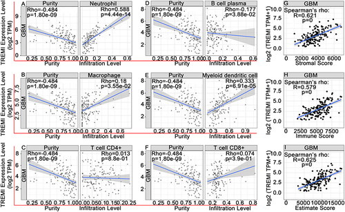 Figure 6 Associations of TREM-1 with tumor-infiltrating immune cells and immune scores. (A-F) TIMER was used to analyze the associations of TREM-1 with neutrophils (A), macrophages (B), CD4+ T cells (C), plasma B cells (D), myeloid dendritic cells (F), and CD8+ T cells (F). (G-I) TREM-1 was positively related with the stromal score (G), immune score (H) and ESTIMATE score (I).