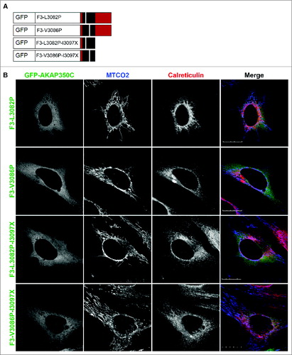 Figure 4. The amphipathic alpha helix structure is required for targeting to mitochondria. (A) Schematic of GFP-AKAP350C point mutation constructs. (B) HeLa cells were grown on collagen-coated coverslips. Cells were transfected with various AKAP350C constructs using Polyjet and stained for MTCO2 (mitochondria; blue) and calreticulin (ER; red). (Scale bars: 20 μm).