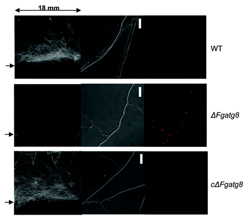 Figure 5. Scanned images of aerial mycelium on 18 x 18 mm cover glasses with an arrow to the left indicating the level of the agar surface (left image). The DIC microscope images (middle image) and corresponding fluorescence microscopy images (right image). Microscope images show a contorted thin mycelium containing lipid droplets for the ΔFgatg8-mutant while this is absent in WT and cΔFgatg8 strains. HCS LipidTOX Red staining and fluorescence microscopy confirms the presence of lipid droplets in the ΔFgatg8-mutant and their absence in the other strains. Bars = 20 µm.