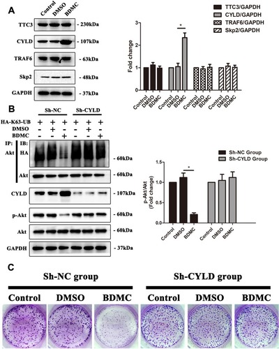 Figure 4 BDMC inhibited the activation of the Akt signaling pathway and proliferation of hepatocellular carcinoma cells by upregulating the expression of CYLD. (A) The relevant ubiquitin enzymes TTC3, CYLD, TRAF6 and Skp2 were detected by Western blotting. (B) After transfection with sh-CYLD lentivirus, the levels of K63-linked ubiquitination of Akt, phosphorylation of Akt, and CYLD were assayed by Western blotting. (C) After CYLD knockout, the proliferation of HepG2 cell lines in the control, DMSO and BDMC groups was detected by colony formation assay. The values are presented as the means±SD, using one-way analysis of variance (ANOVA) to analyze the differences among groups. *Indicates P<0.05 between groups.