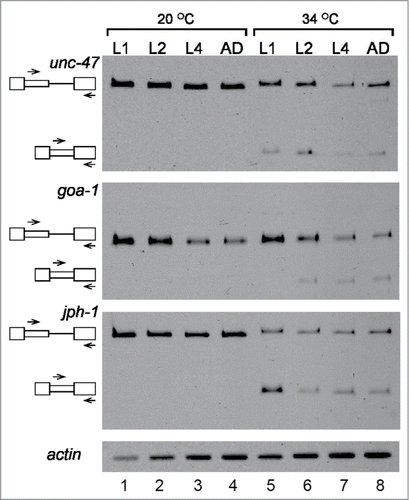 Figure 3. Latent splicing is suppressed during the developmental stages of C. elegans. RT-PCR analyses of latent splicing expressed from the endogenous genes: goa-1, jph-1 and unc-47, during the different stages of worm development: larval stages L1, L2, L4, and adult (AD). Worms were analyzed under normal temperature (20°C, lanes 1–4), or after heat shock (34°C, 3 h, lanes 5–8). RT-PCR analysis of actin was used as a loading control. Symbols on the left represent pre-mRNA and latent RNA. Open boxes, exons; lines, introns; narrow boxes, latent exons. The primer pairs used are indicated by arrows. The results represent at least 2 independent experiments.