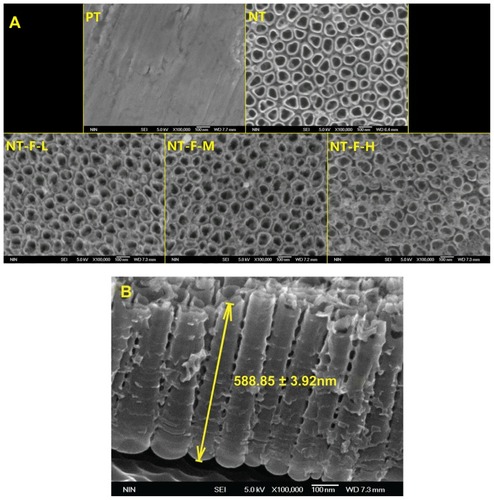Figure 2 Field emission scanning electron microscopy results. (A) NT surface showed an NT array structure; NT-F-H surface showed clumps of fibroblast growth factor 2 and that the typical NT surface was changed. (B) Profile of titania NT.Note: The length of NT was 588.85 ± 31.92 nm (mean value ± standard deviation).Abbreviations: NT, nanotube; PT, polished titanium.