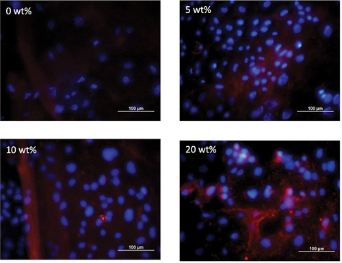 Figure 5. Vinculin expression of 7F2 cells cultured for 5 days on CS/SNP nanofibers containing 0, 5, 10 and 20 wt% SNP. Vinculin and nucleus are labeled as blue and red, respectively.