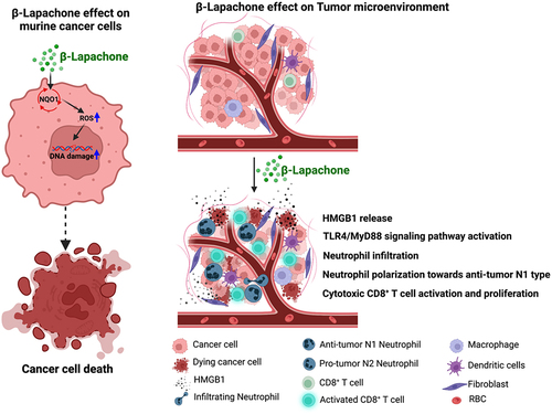 Figure 8. Schematic representation summarizing how β-Lap induces cell death in murine cancer cells and influences the tumor microenvironment to promote antitumor N1-type neutrophil effects (Created using BioRender.com).