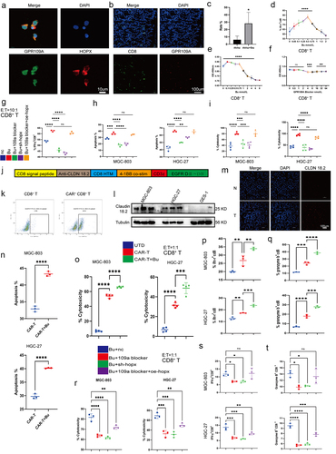 Figure 9. (a) Co-localization of GPR109A and HOPX proteins in CD8+ T cells. (b-c) Co-localization of CD8 and GPR109A shown by immunofluorescence in mouse gastric tissue in the MNU and MNU+Bu groups (−2 + 52 w). (d) Changes in the proportion of IFN-γ positive cells in the CD8+ T cell group after treatment with different concentrations of Bu. (e-f) Changes in the proliferation of CD8+ T cells after treatment with different concentrations of Bu (e) or GPR109A inhibitors (f). (g) Changes in the proportion of IFN-γ-positive CD8+ T cells after treatment with Bu together with GPR109A inhibitors, HOPX knockdown, or HOPX overexpression. (h-i) Changes in the apoptotic rates (h) and the altered cytotoxicity (i) of tumor cells induced by CD8+ T cells after treatment with Bu together with GPR109A inhibitors, HOPX knockdown, or HOPX overexpression, co-cultured with MGC-803 or HGC-27. (j) Simplified diagram of CAR-claudin18.2 sequence. (k) Infection efficiency of primary CD8+ T cells by CAR-claudin18.2 lentivirus. (l) Differences in the level of Claudin 18.2 proteins in HGC-27, MGC-803 and GES-1 cells detected by western blotting. (m) Fluorescence images showing claudin18.2 protein expression in GC tumor tissue and adjacent tissue. (n-q) groups: UTD, CAR-T, CAR-T+Bu. (n) Apoptosis rate of GC cells MGC-803 or HGC-27 after co-cultivation with CAR-claudin18.2+ CD8+ T cells or combined with Bu. (o) Cytotoxicity of CAR-claudin18.2+ CD8+ T cells or combined with Bu against MGC-803 or HGC-27 gastric cancer cells. (p-q) Flow cytometry analysis of IFN-γ and Granzyme B positive expression in CAR-claudin18.2+ CD8+ T cells after co-cultivation with MGC-803 or HGC-27 GC cells, either alone or combined with Bu. (r-t) groups: Bu+nc, Bu + 109a blocker, Bu+sh-hopx, Bu + 109a blocker+oe-hopx. (r) The altered cytotoxicity of GC cells induced by CAR-claudin18.2+ CD8+ T cells after treatment with Bu together with GPR109A inhibitors, HOPX knockdown, or HOPX overexpression, co-cultured with MGC-803 or HGC-27. (s-t) Changes in the proportion of IFN-γ+ or Granzyme B+ CAR-claudin18.2+ CD8+ T cells after the same treatment (r). Data indicate the mean ± SD. *p < .05, **p < .01, and ***p < .001, by 2-tailed Student’s t test or one-way ANOVA.