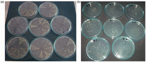 Figure 11. MIC test against different strains of microorganisms exhibiting varied growth and survival against different concentrations of biosynthesised silver nanoparticles.